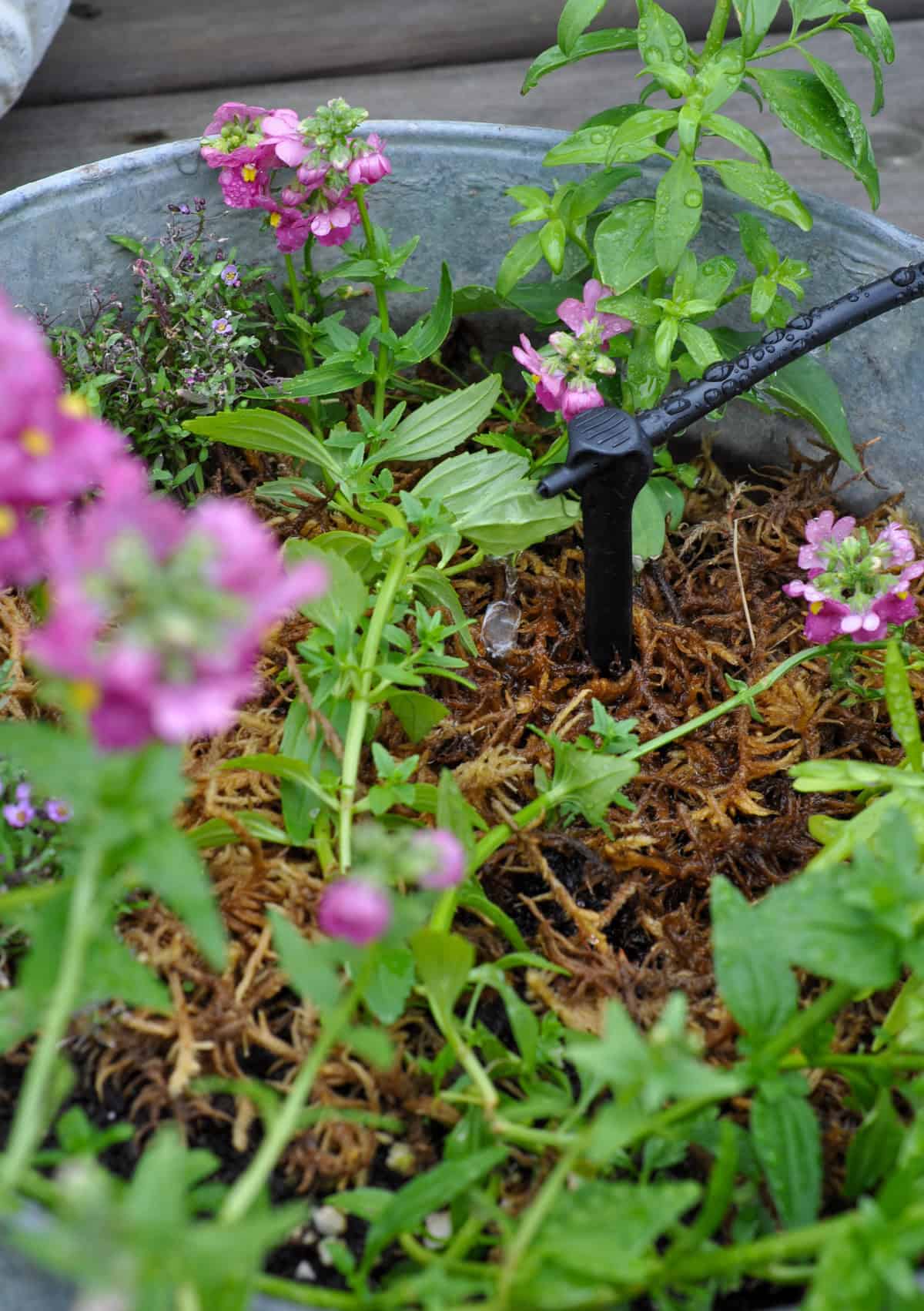 How to instal a deck irrigation system.