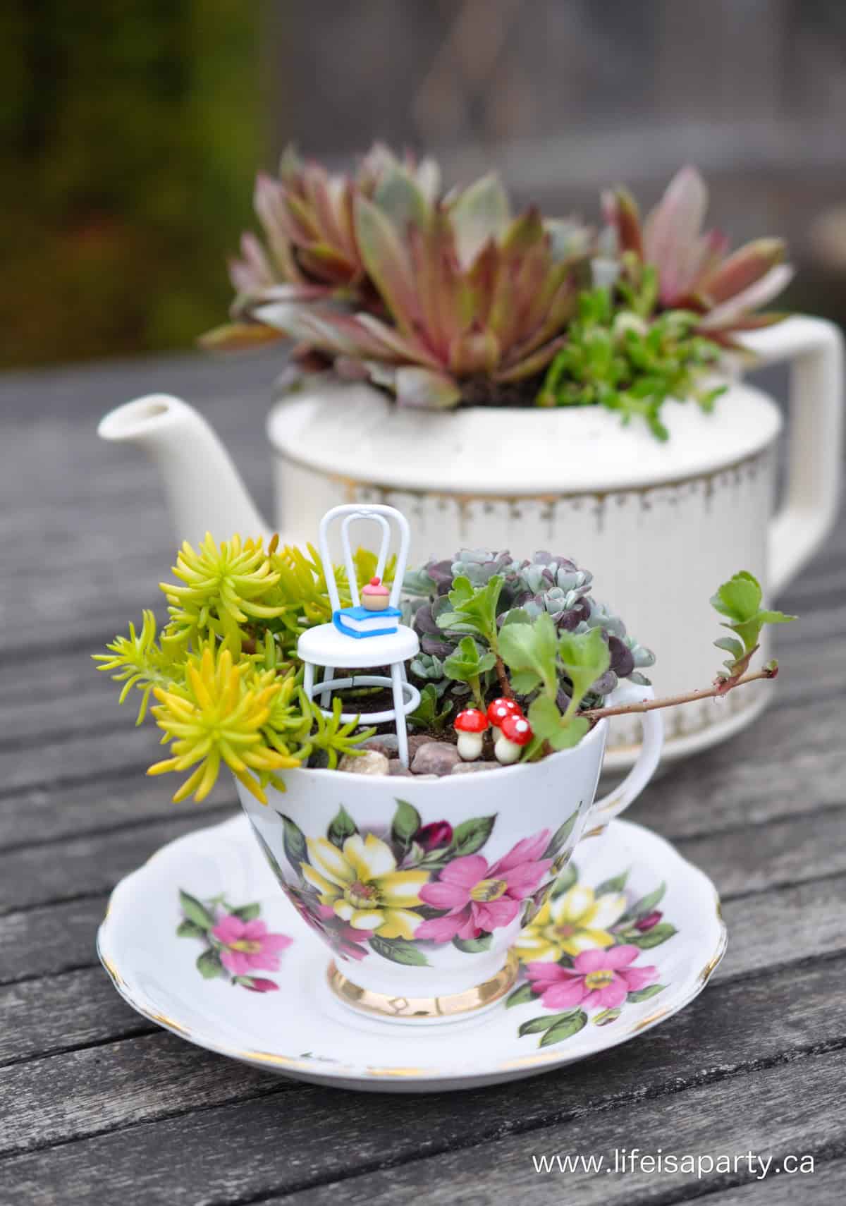 Teacup fairy garden.