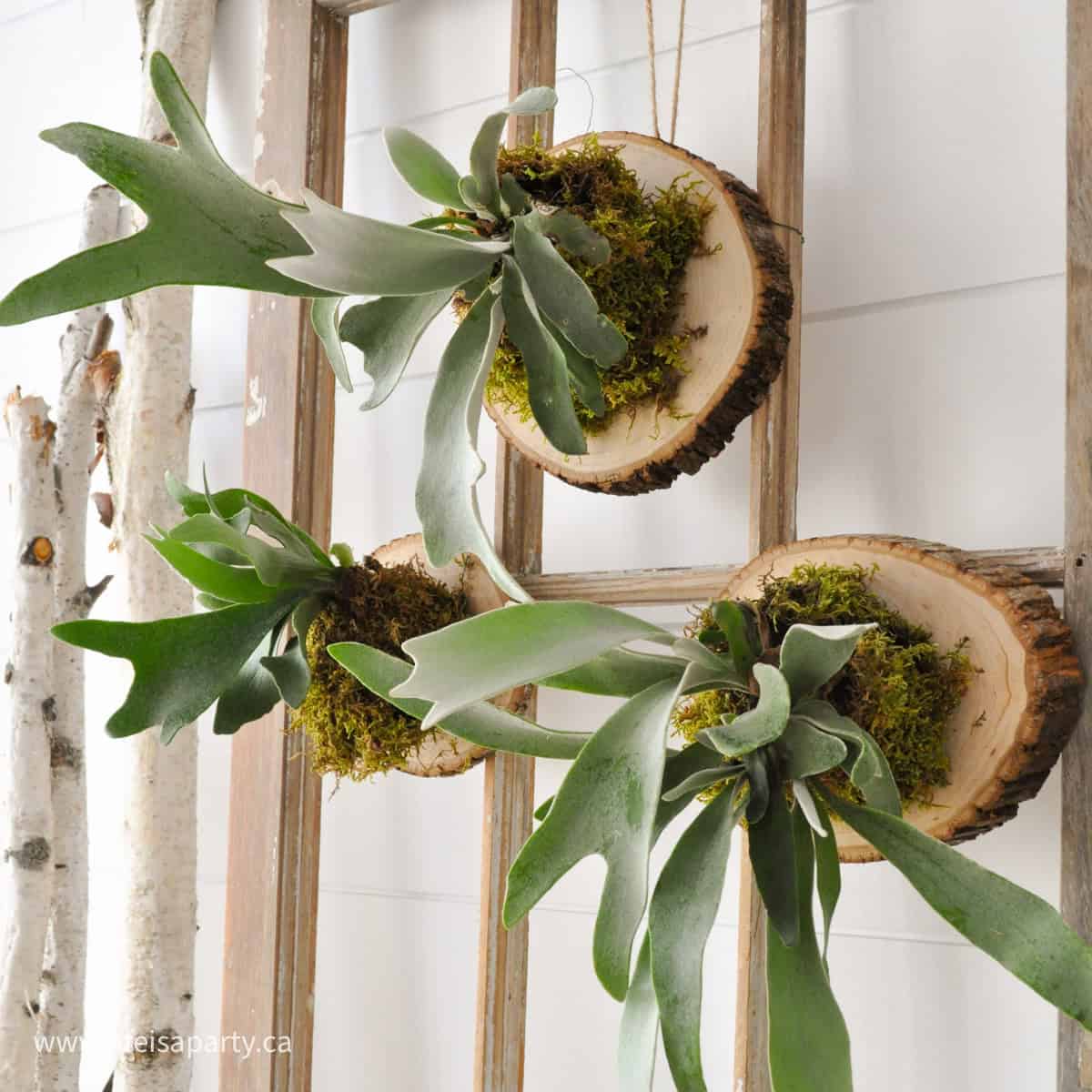 How to mount a stag horn fern on wood.