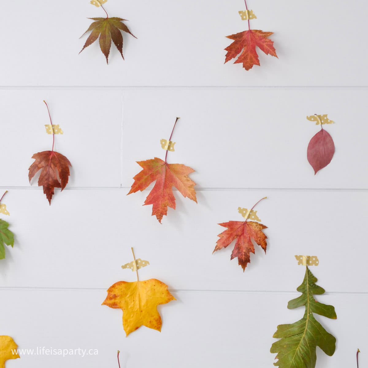 How to make an easy fall leaf backdrop.